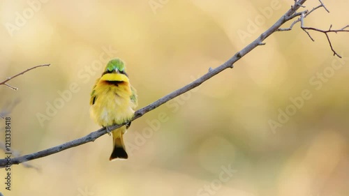 Close-up of a Little Bee-eater (Merops pusillus) perched in Hluhluwe Umfolozi Game Reserve, Kwazulu-Natal, showcasing its vibrant colors.  photo