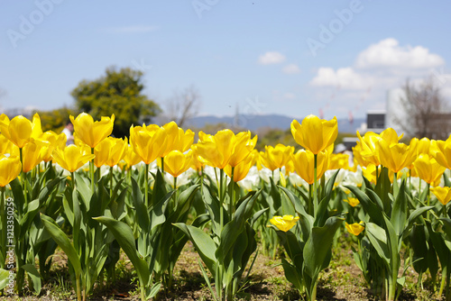 Beautiful tulip flower garden. The Expo 70 Commemorative Park, Osaka, Japan photo