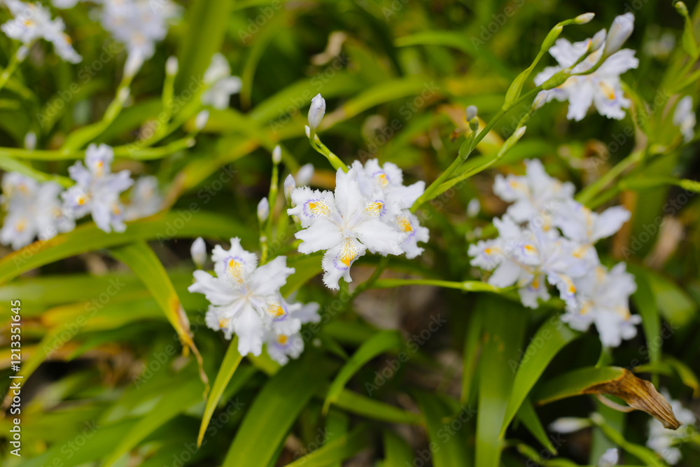 Beautiful Iris japonica flower in Japan park Beautiful Iris japonica flower in Japan park