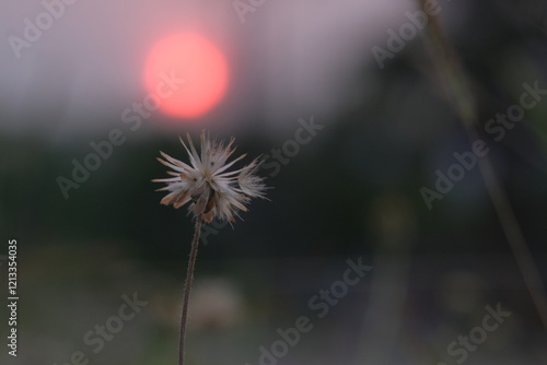 dandelion in the wind on sunset backdrop as background.