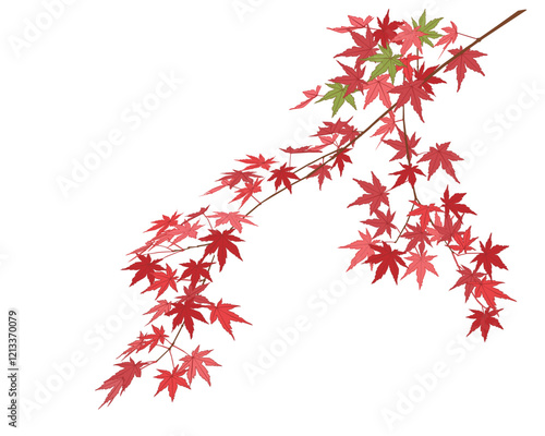 紅葉したモミジ