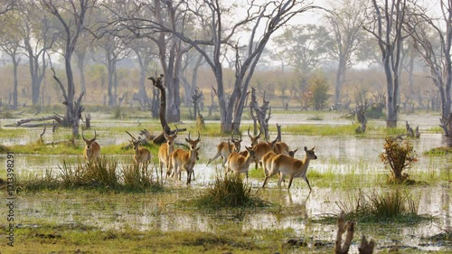 Footage shows a herd of Lechwe (*Kobus leche*) grazing in the verdant wetlands of the Okavango Delta, Moremi Game Reserve, South Africa, following heavy rains. The scene captures their natural behavio photo