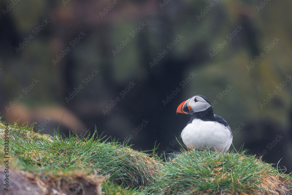 Fototapeta premium Portrait of cute Atlantic Puffin bird in Northern Iceland