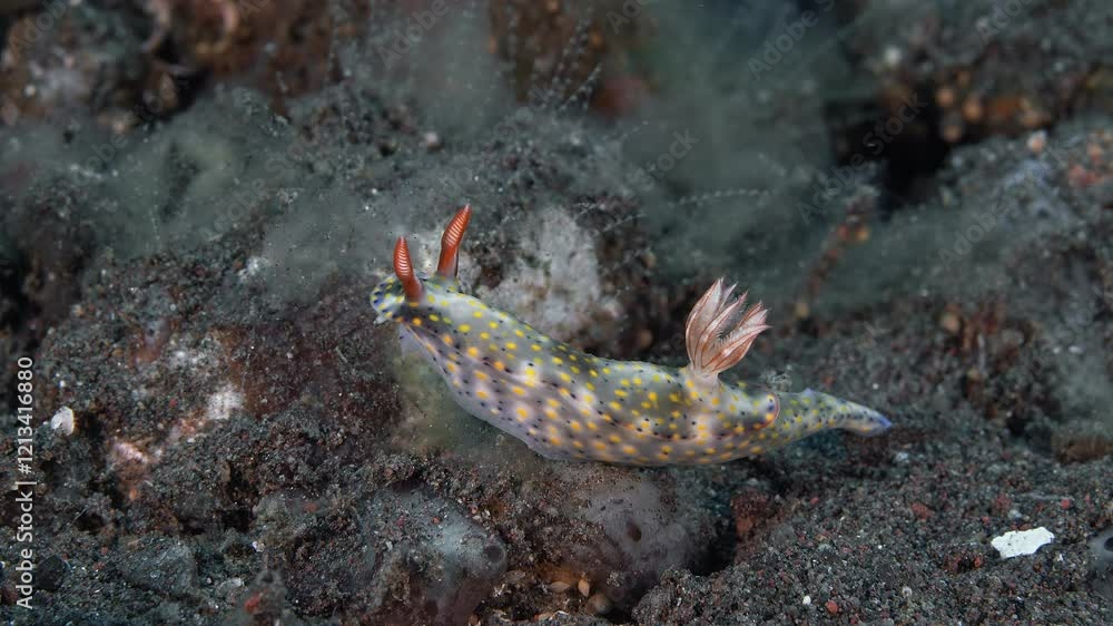 Roo Hypselodoris (Hypselodoris roo) ID: yellow spots and smaller dark spots. Gill branches with red lines and white spots between. Rhinophores red basally with opaque white spot on posterior side. Roo Hypselodoris (Hypselodoris roo) ID: yellow spots and smaller dark spots. Gill branches with red lines and white spots between. Rhinophores red basally with opaque white spot on posterior side.
