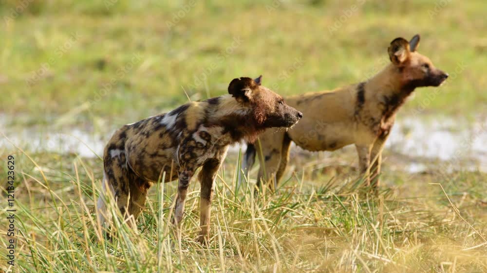 Two African Wild Dogs (Lycaon pictus) stand together in Moremi Game Reserve. One dog bears a distinctive scar, with half of its ear missing. Two African Wild Dogs (Lycaon pictus) stand together in Moremi Game Reserve. One dog bears a distinctive scar, with half of its ear missing.
