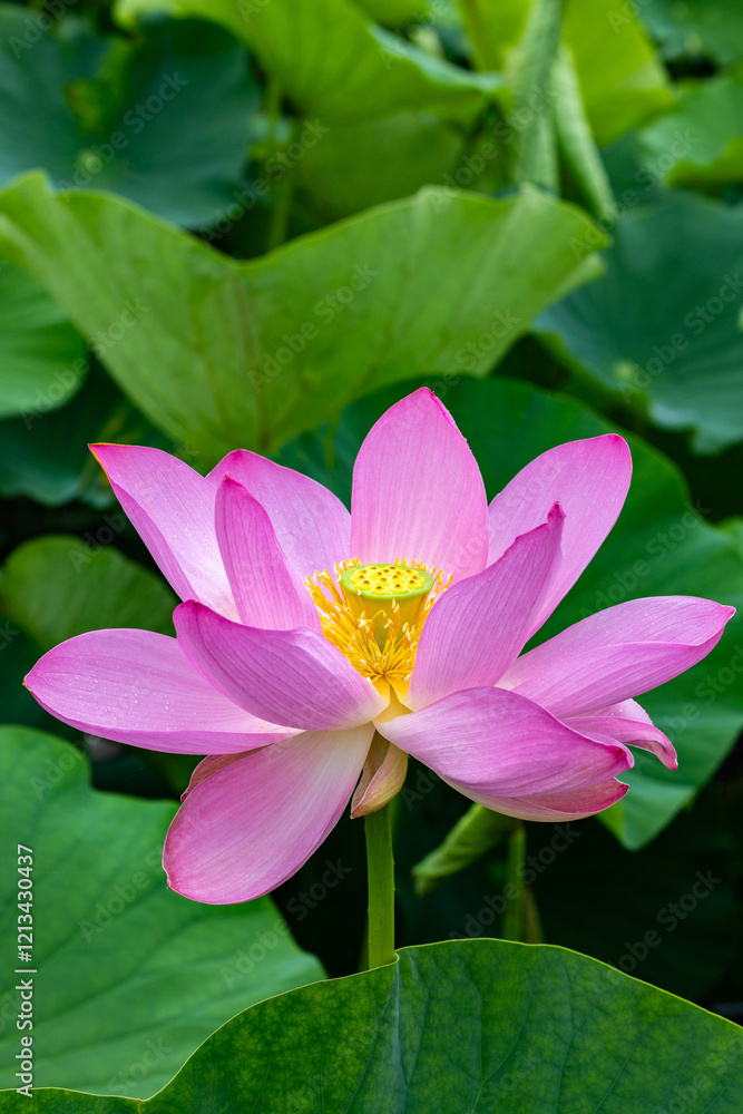 Close-up of beautifully blooming ancient lotus flower in a pond. Close-up of beautifully blooming ancient lotus flower in a pond.