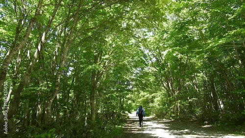 [4K] Man Walking Alone Through Lush Green Forest: Forest Bathing Experience with Beautiful Dappled Sunlight 【4K】新緑の森を歩く一人の男性：木漏れ日が降り注ぐ美しい原生林での森林浴と癒やしの風景 撮影日：20240525-1