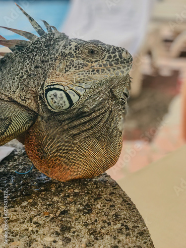Iguana in Mexico