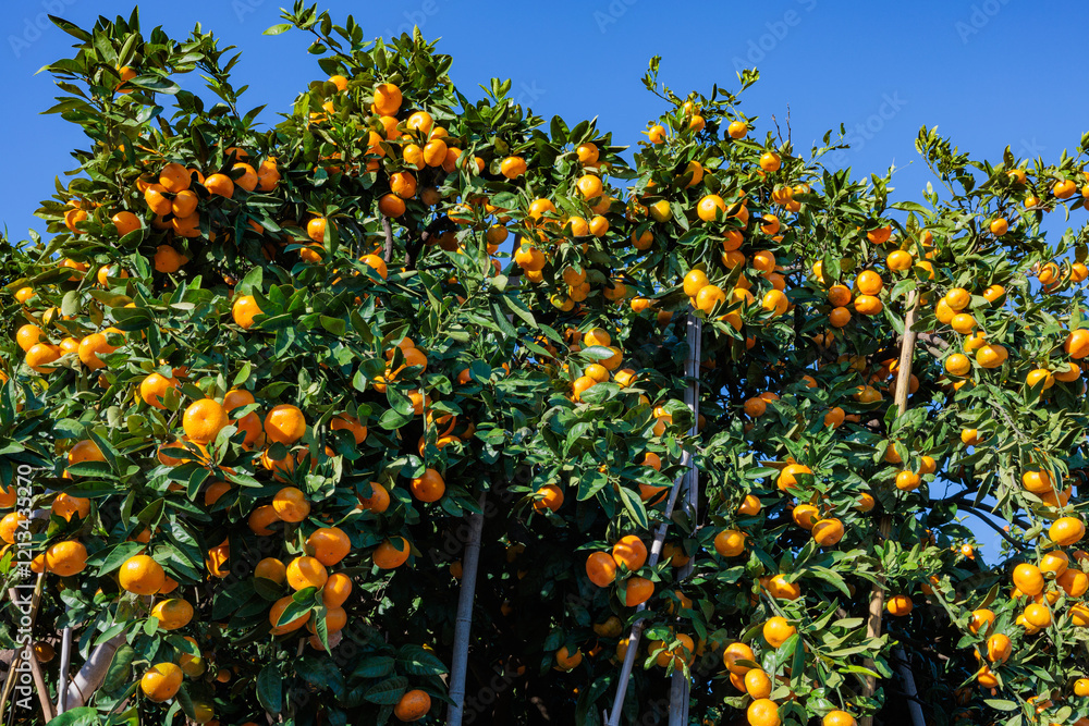 Delicious mandarin oranges in a mandarin orchard before harvest. Delicious mandarin oranges in a mandarin orchard before harvest.