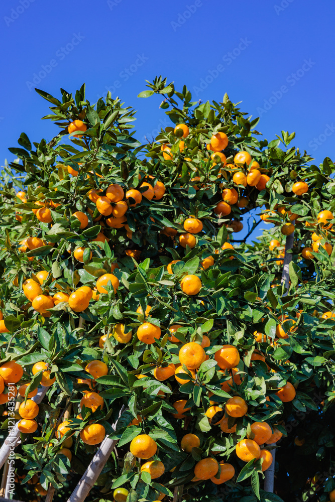 Delicious mandarin oranges in a mandarin orchard before harvest. Delicious mandarin oranges in a mandarin orchard before harvest.