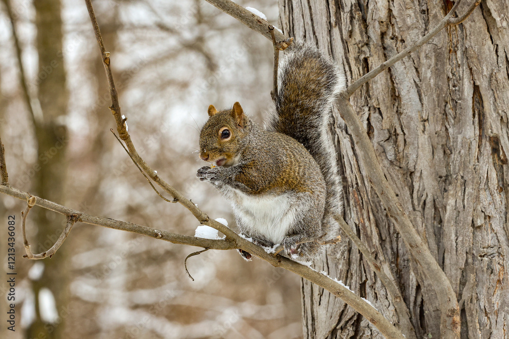 squirrel on a branch squirrel on a branch