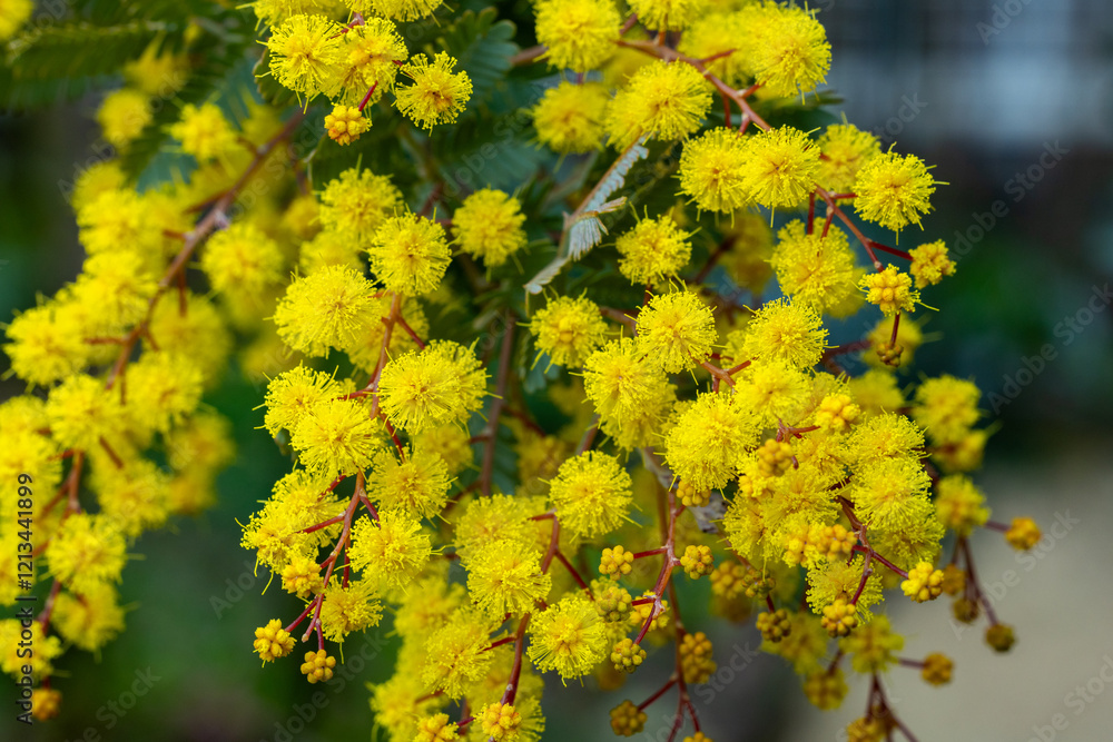 Close-up of yellow mimosa flowers heralding the arrival of spring. Close-up of yellow mimosa flowers heralding the arrival of spring.