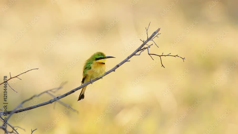 Close-up portrait of a Little bee-eater (Merops pusillus) perched on a branch. The background is blurred to highlight the bird's colors and features. Close-up portrait of a Little bee-eater (Merops pusillus) perched on a branch. The background is blurred to highlight the bird's colors and features.