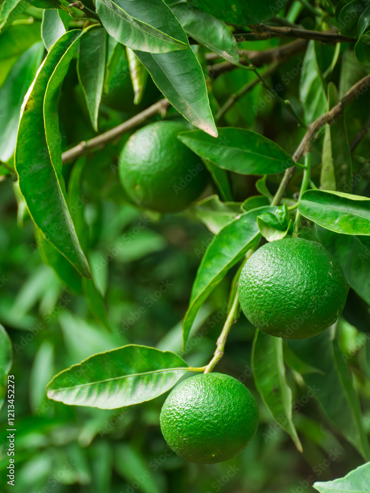 Lush Green Avocado Tree with Ripening Fruits Lush Green Avocado Tree with Ripening Fruits