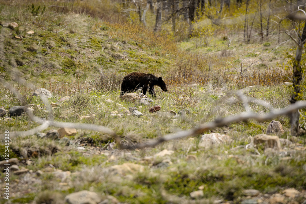 Solo black bear walking through a field Solo black bear walking through a field