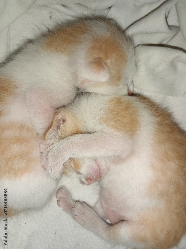 baby cat sleeping baby cat sleeping