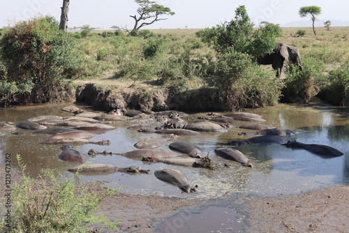 Hippos