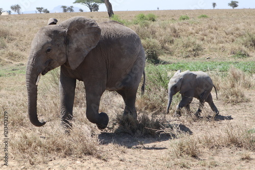 Elephants
