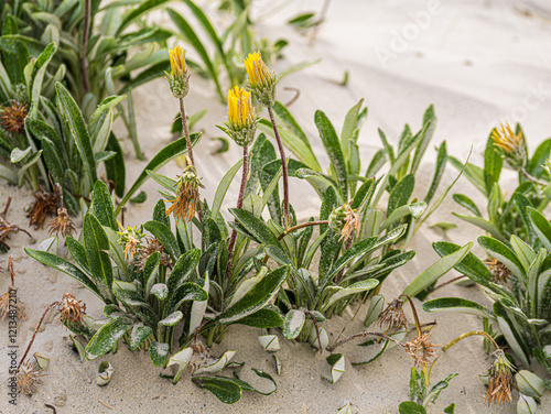 Gazania Rigens Leucolaena Growing On Sand Dune photo