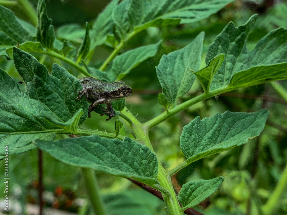 Little Frog Little Frog