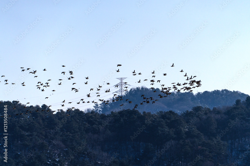 flock of wild ducks flying in the sky flock of wild ducks flying in the sky