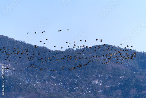 flock of wild ducks flying in the sky