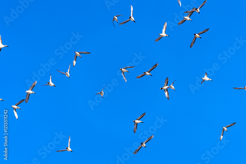 Baikal Teal flock dance in the sky photo