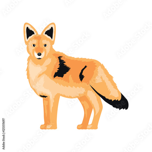 coyote desert animal