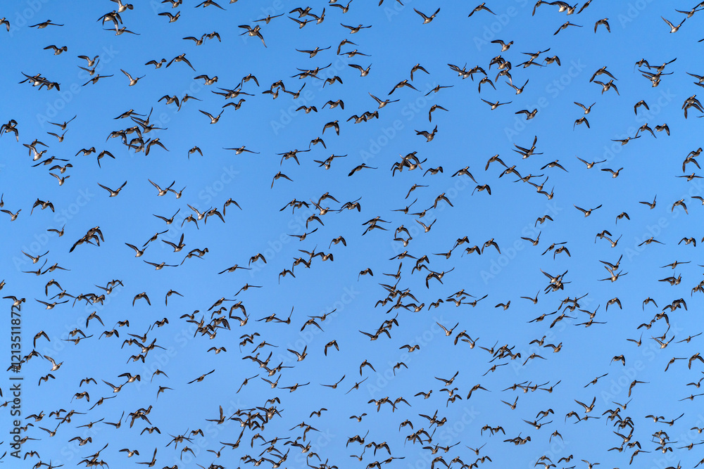 Fototapeta premium Baikal Teal flock dance in the sky