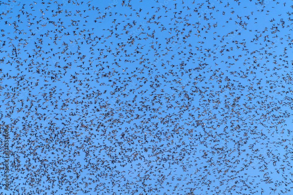 Obraz premium Baikal Teal flock dance in the sky
