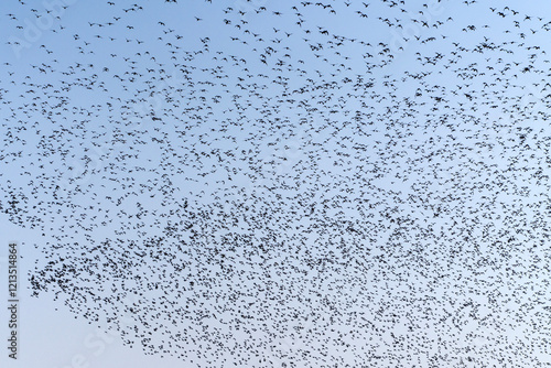 Baikal Teal flock dance in the sky photo