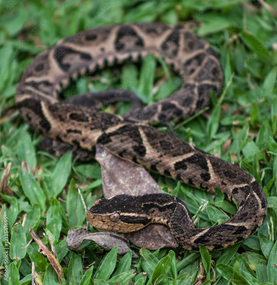 close up of a snake close up of a snake