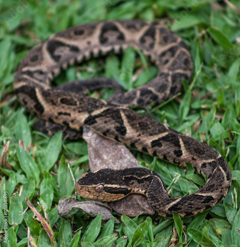 close up of a snake
