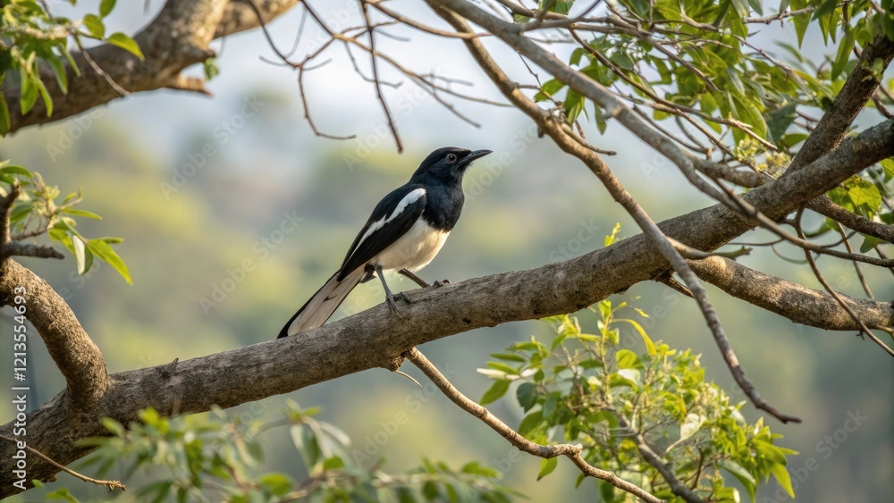 Bird's-eye view of the oriental magpie robin sitting on a branch in a tree, wildlife, twigs, oriental magpie robin, tree, branch Bird's-eye view of the oriental magpie robin sitting on a branch in a tree, wildlife, twigs, oriental magpie robin, tree, branch
