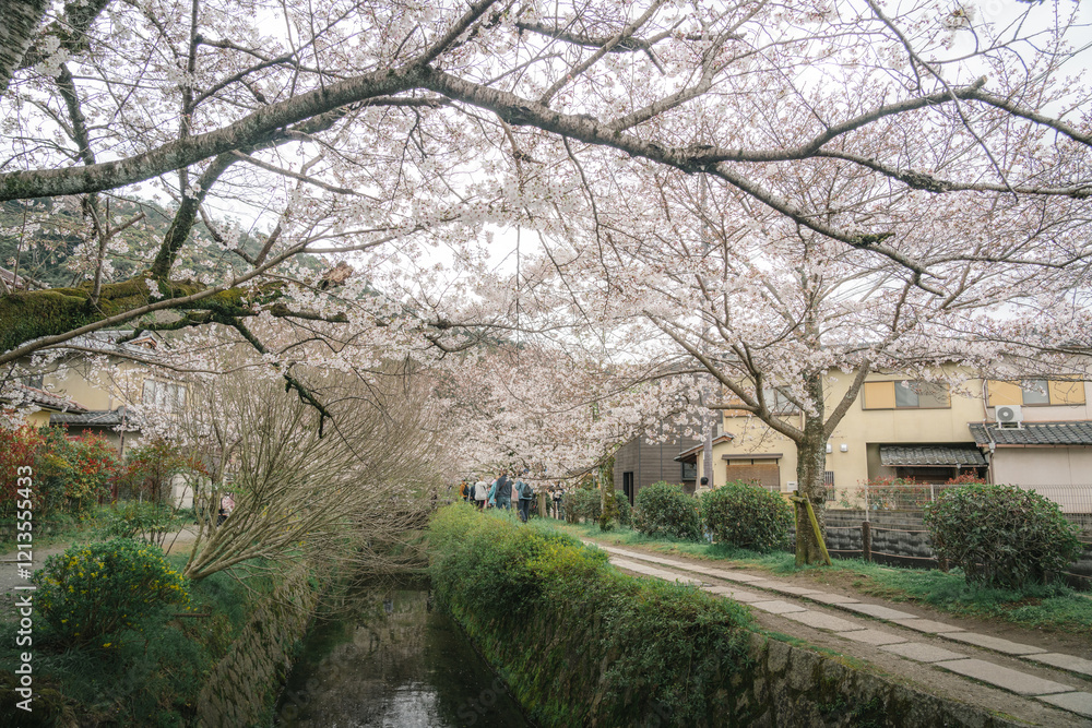Cherry blossom background on the streets of Japan in spring Cherry blossom background on the streets of Japan in spring