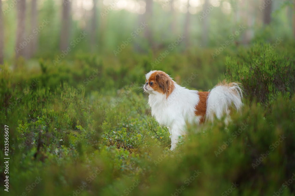 A small dog Pekingese explores a forest clearing, surrounded by greenery. The dog curious nature contrasts with the serene, natural environment. A small dog Pekingese explores a forest clearing, surrounded by greenery. The dog curious nature contrasts with the serene, natural environment.