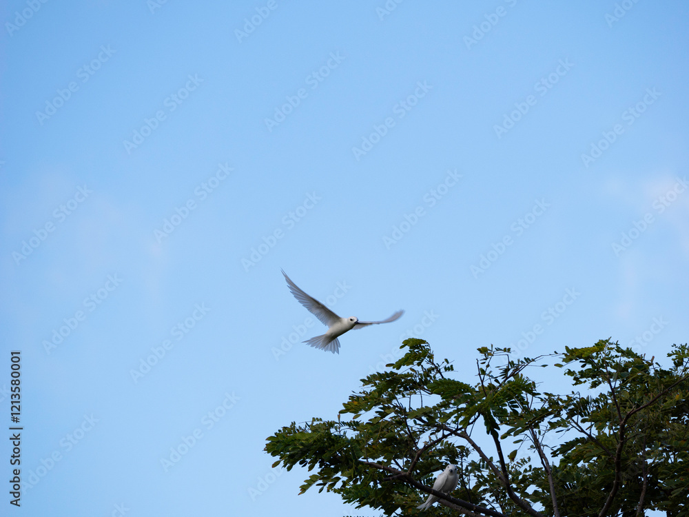 White Tern flying White Tern flying