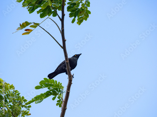 Micronesian Starling photo