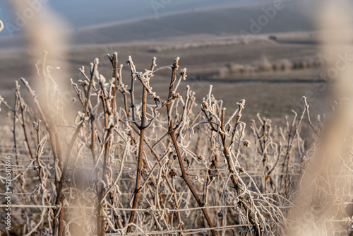 фотографія Paysage hivernal de vignes endormies sous le givre, symbolisant la quiétude et la beauté de la nature en hiver