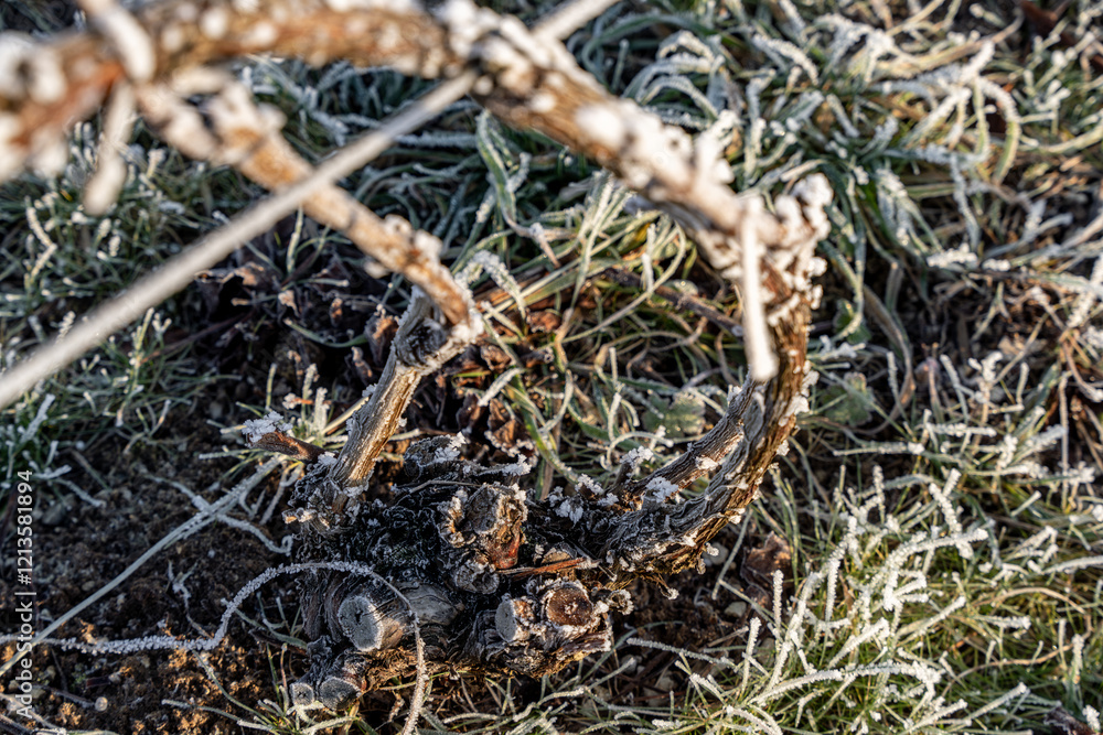 Gros plan de pied de vignes endormi sous le givre. Le cycle naturel du vignoble en repos. Idéal pour illustrer le monde viticole en saison froide. Gros plan de pied de vignes endormi sous le givre. Le cycle naturel du vignoble en repos. Idéal pour illustrer le monde viticole en saison froide.