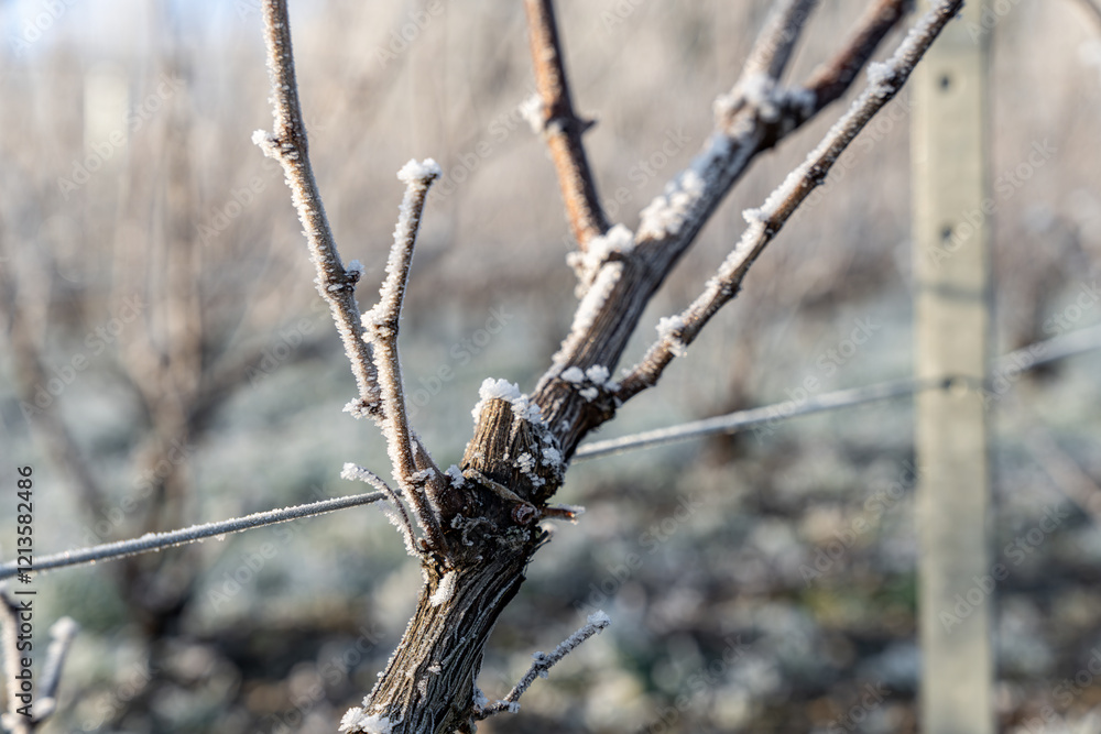 Paysage hivernal de vignes dénudées sous une fine couche de givre. Gros plan sur un cep de vigne givré. Paysage hivernal de vignes dénudées sous une fine couche de givre. Gros plan sur un cep de vigne givré.