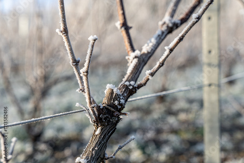 Fotografía Paysage hivernal de vignes dénudées sous une fine couche de givre