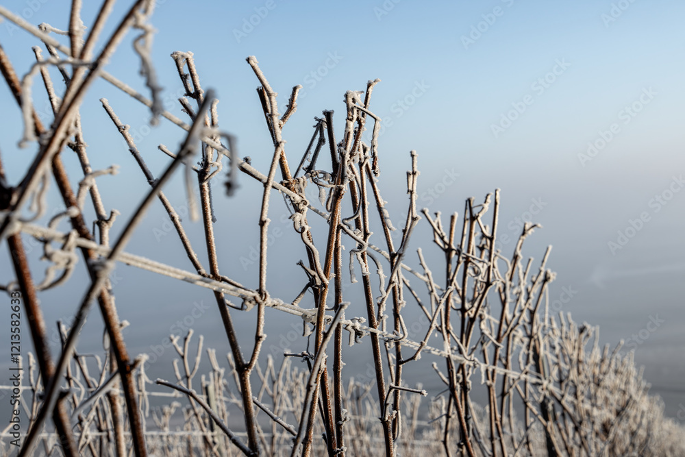 Fototapeta premium Paysage hivernal de vignes endormies sous le givre, symbolisant la quiétude et la beauté de la nature en hiver.