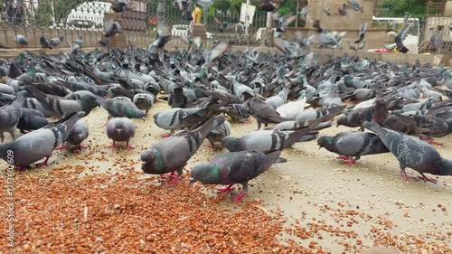 Multitudes of pigeons eats grains in urban area