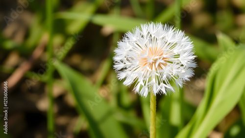 Wallpaper Mural Beautiful dandelions field background Stock Images Torontodigital.ca