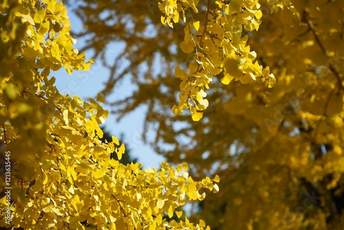 紅葉したイチョウの輝き photo