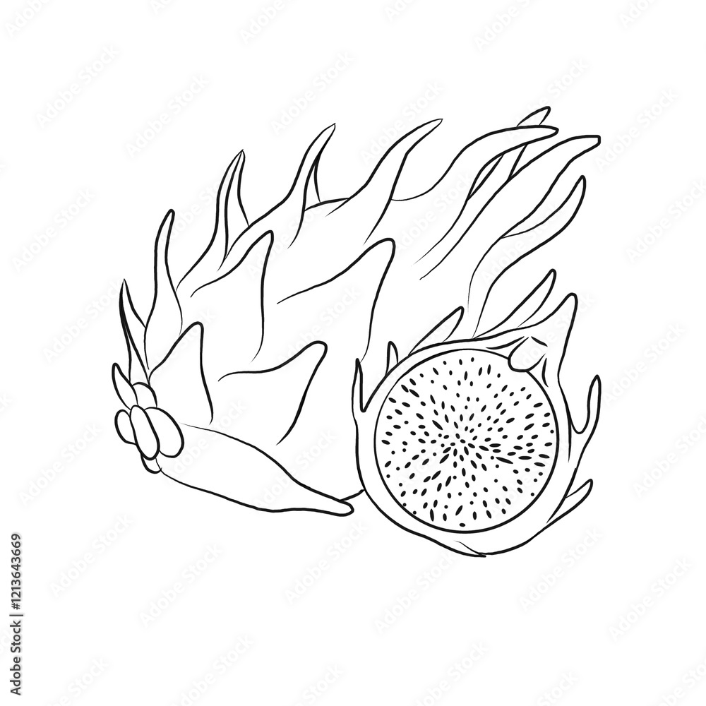 line art vector of whole and cut dragon fruit. Dragon fruit on isolated white background. Vector illustration. Healthy fruit line art vector of whole and cut dragon fruit. Dragon fruit on isolated white background. Vector illustration. Healthy fruit