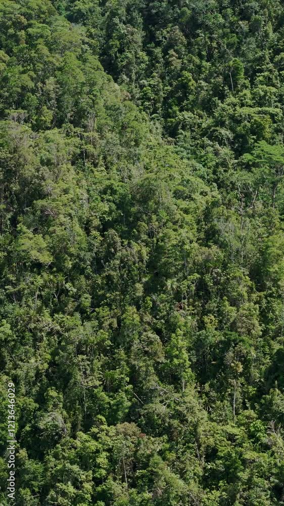Vertical cinematic aerial video showcasing the lush, dense rainforest and majestic mountain terrain of Northern Mindanao in Southern Philippines' natural habitat. Vertical cinematic aerial video showcasing the lush, dense rainforest and majestic mountain terrain of Northern Mindanao in Southern Philippines' natural habitat.