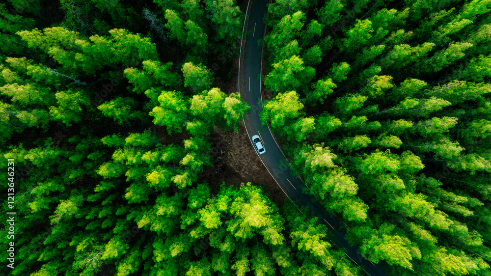 Obraz premium Aerial view of dark green forest road and white electric car Natural landscape and elevated roads Adventure travel and transportation and environmental protection concept