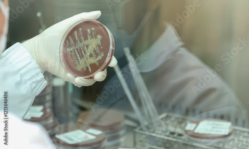 Laboratory technician analyzes culture in petri dish, To diagnose gonorrhea accurately, laboratory technicians incubate samples in an environment control. photo